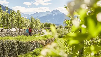 Hikers on path beside orchards with mountains in the background